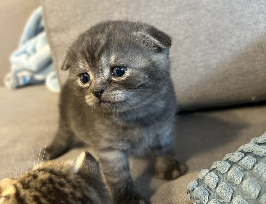 Клепоухо късокосместо британско опушено таби момченце търси своето семейство