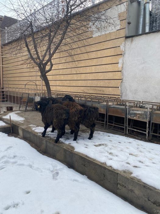 Тоқты қошқарлар сатылымда