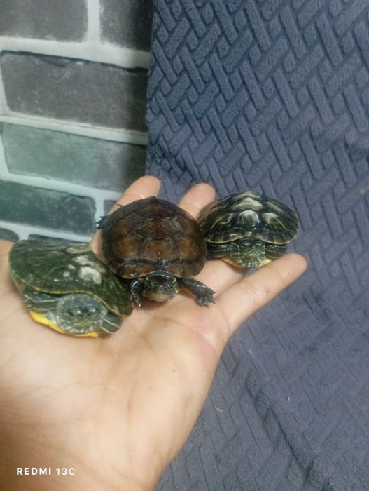 Продам водяных черепашек