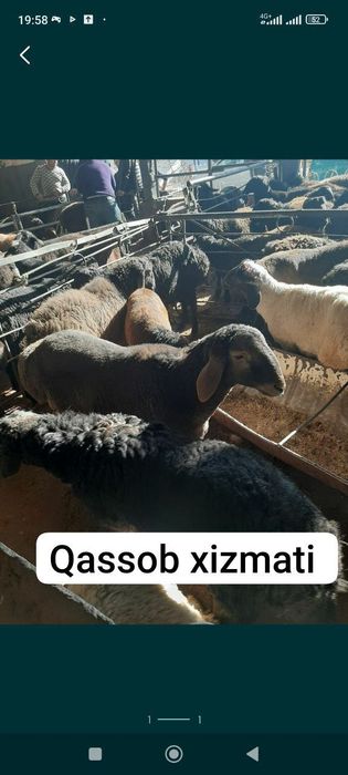 Qassob xizmati: Uylarga borib qo'y soyib beramiz_sifatli va tezkort