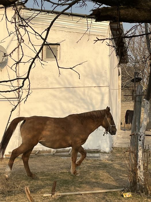 Бойы 170см 3 тен 4шкан