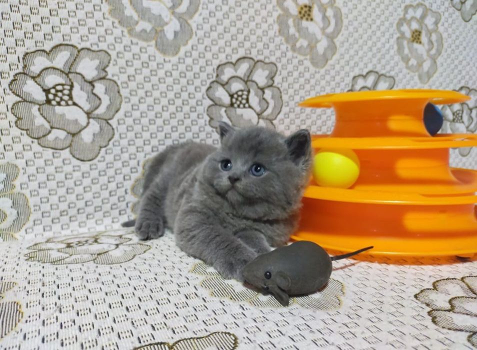 Британские Нежные Плюшки.