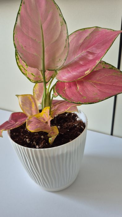 Филодендрон Pink Congo. Аглаонема Pink