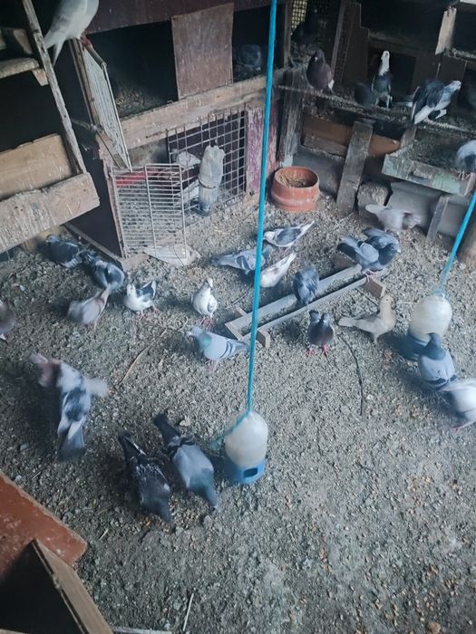 Schimb cu prepelițe