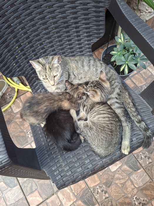 Dau spre adopție