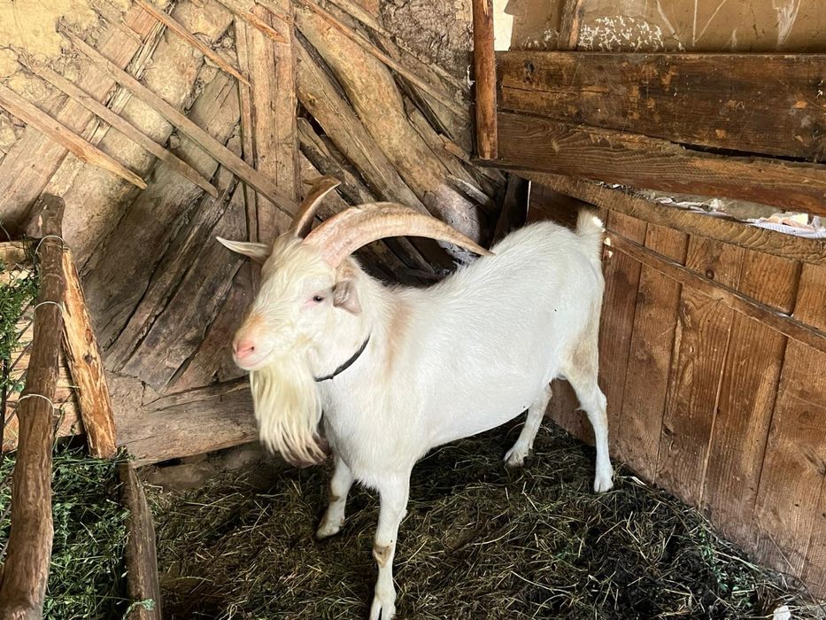 Țap de rasa Sannen (Zanen)