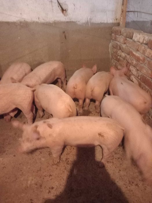 Продавам прасета