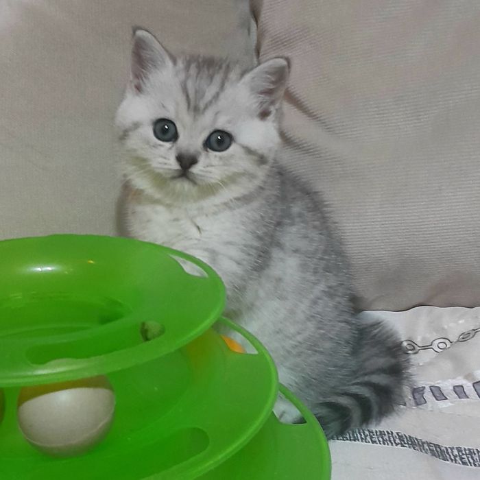 Продаются шикарные котята скотишстрайт,шиншилла.