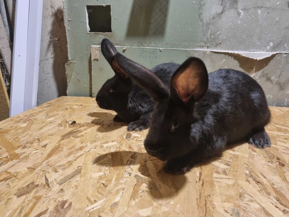 Iepuri Fluture German !