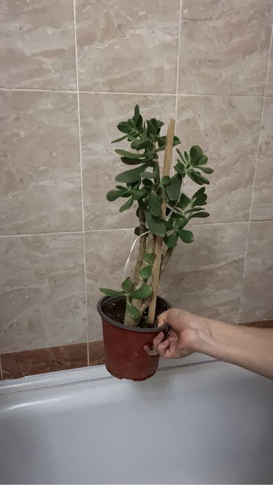 Комнатные растения