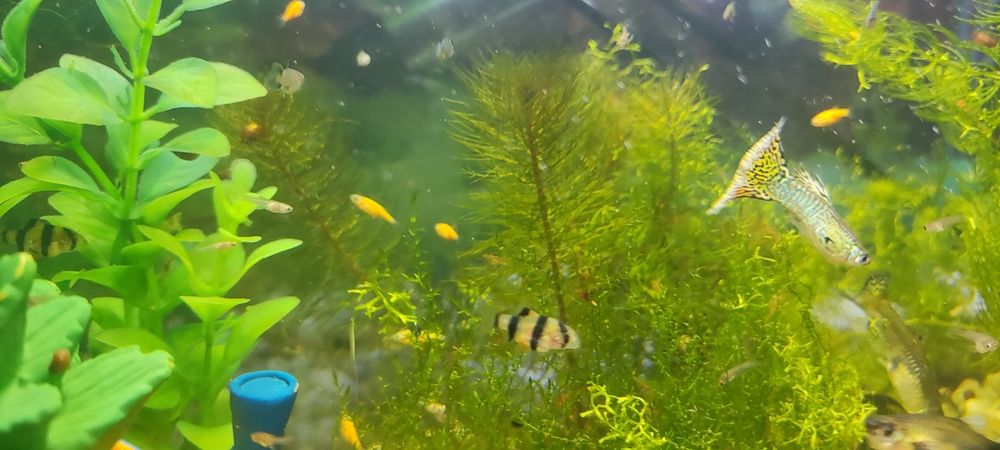 Аквариумные рыбки