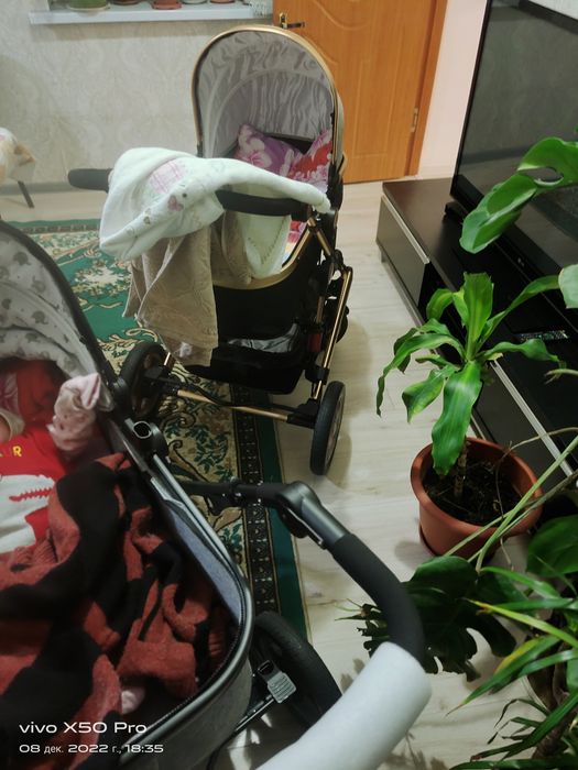 Комнатные цветы растения