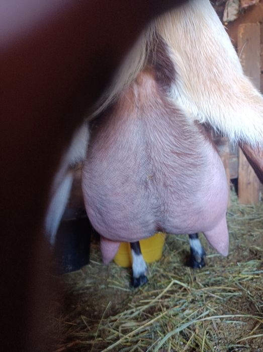 Vind  capre alpine franceze