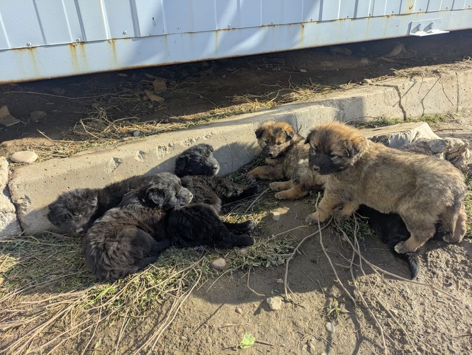 Собака Щенки щенок дворняги