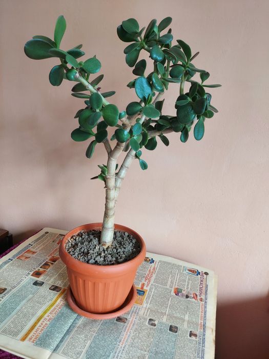 Продаю японский молочный грибок