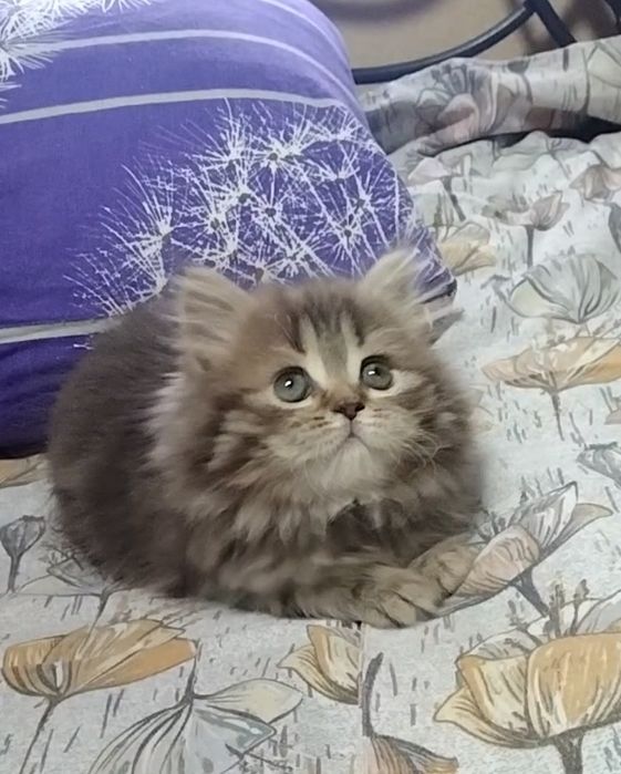 Шикарная Хайленд страйт. Девочка.