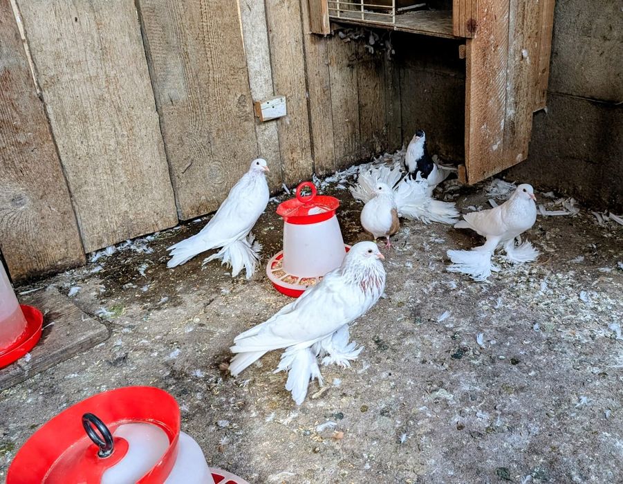 Porumbei gușați Pomerania