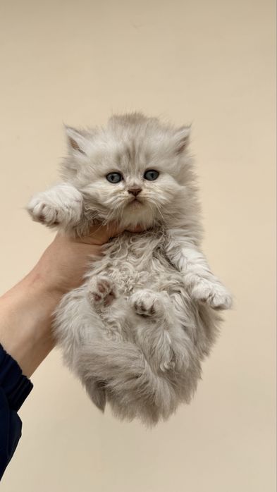 Mushuk sotiladi shinshila haylend srochno 180$ soni 5 ta