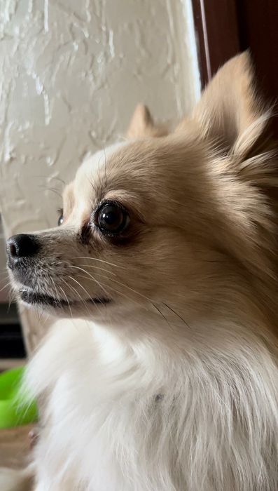 Вязка немецкий шпиц для мальчика