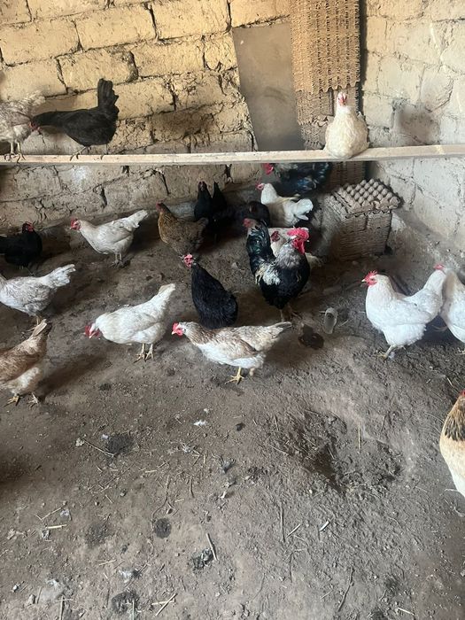 Куры домашние куры