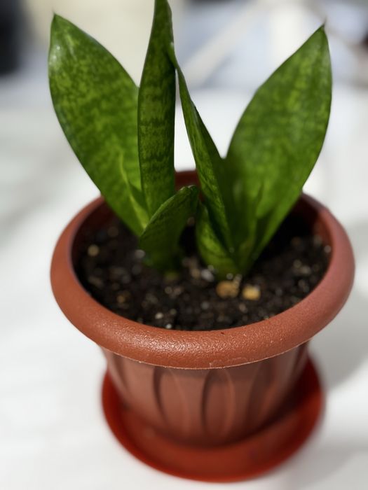 Комнатные растение продам