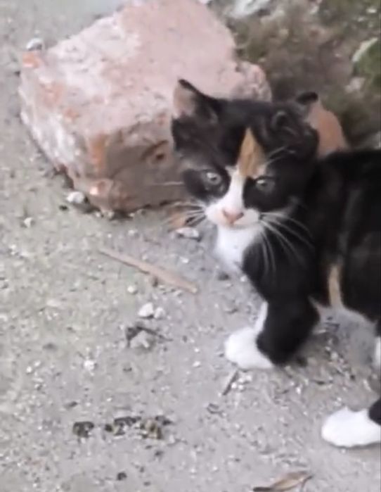 Подарявам малки котета