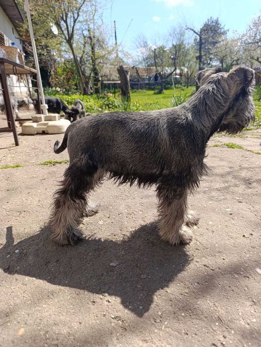 Цверк мини шнауцер