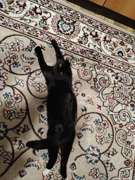 Продаём Кота Антона