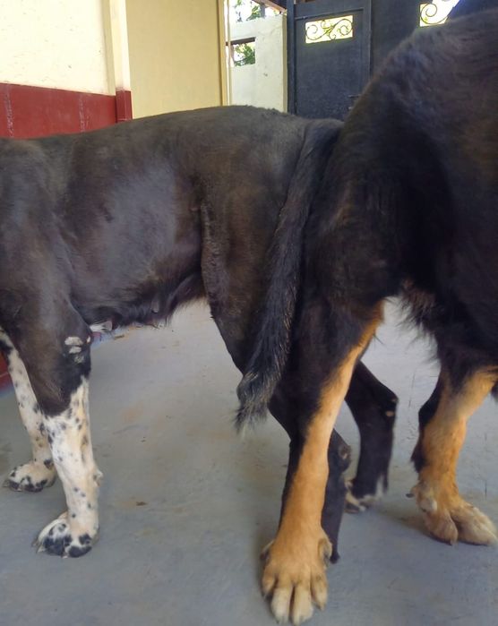 3жасар каншык тобет сатылады.