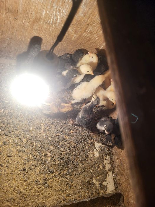 Дакан шожелер 2500