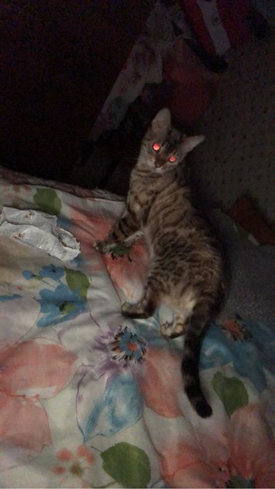Продам кошку бенгалку