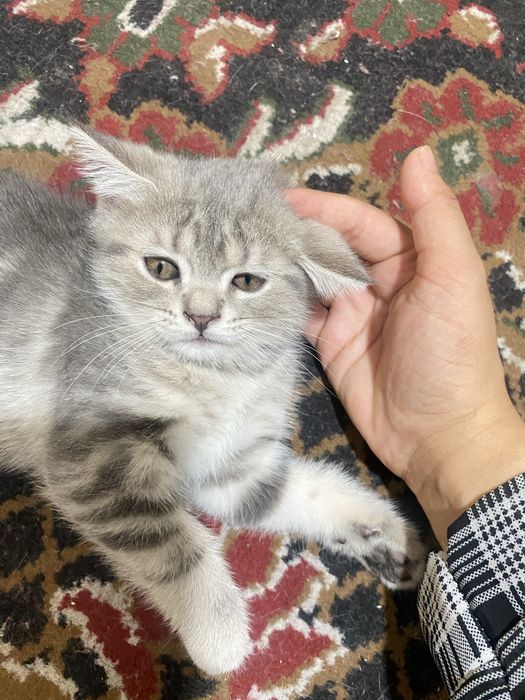 Zotor mushuk shelshela ikkalasi ham qiz bola zur mushuklar zeriktrmayd