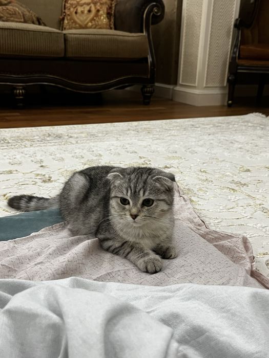 Породестый котенок, 5 месяцев девочка