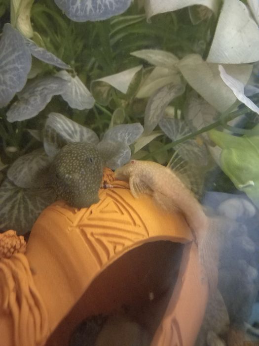 Анциструсы взрослые, сомики, рыбки