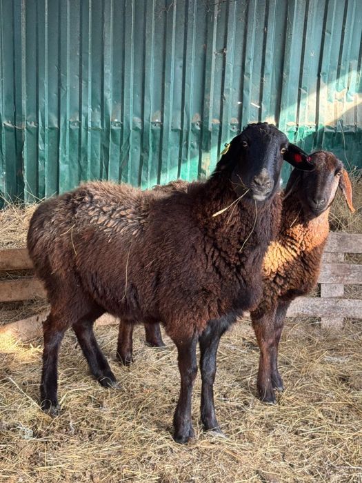 Кой сатылады. Продаем баранов