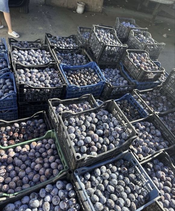 Prune pentru tuica si palinca