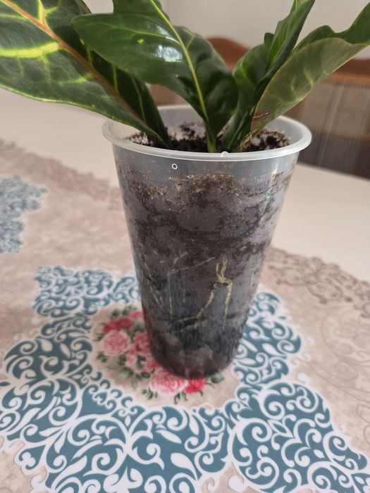 Продам не дорого