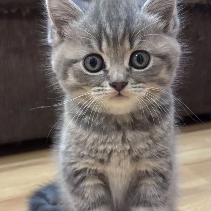 Прямоухие Котята