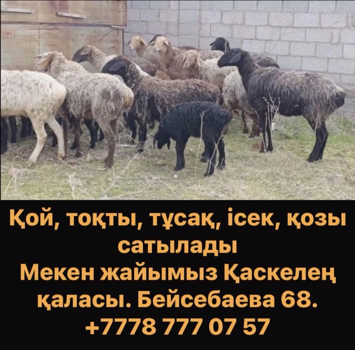 Продам Бараны. Қой Тоқты.
