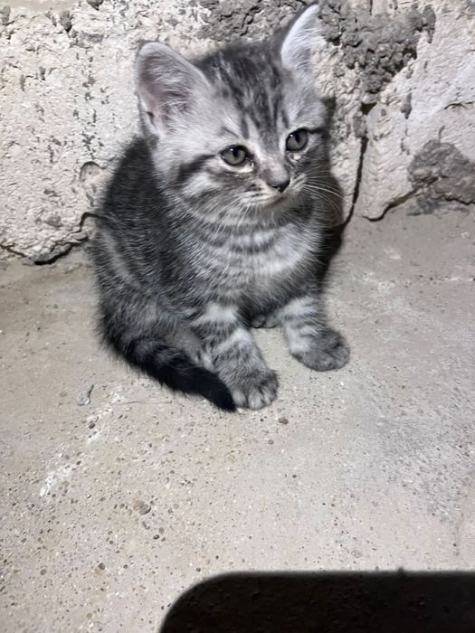 котеноктар сатылады