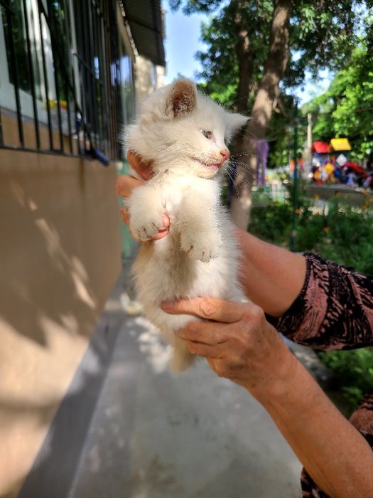 Маленький котёнок ДЕВОЧКА