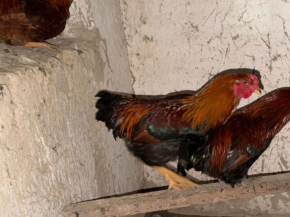 Кораздар 7еу 5мыннан