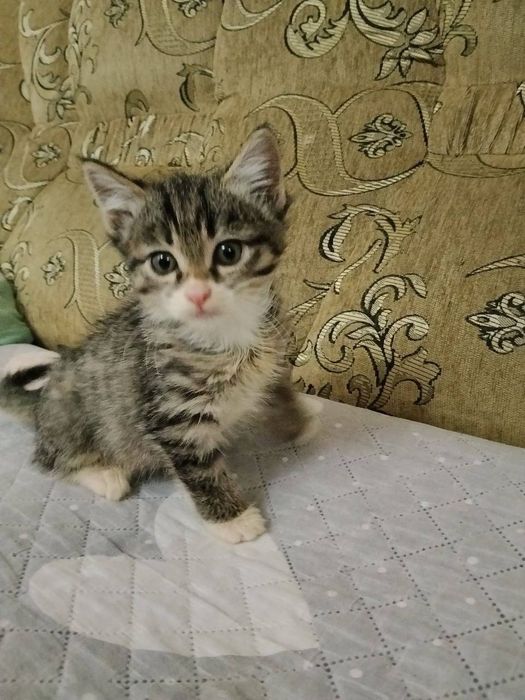 Котёнка отдам  бесплатно