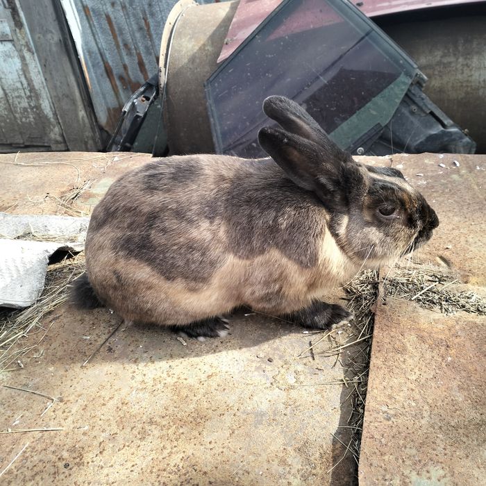 Продам карликового кролика