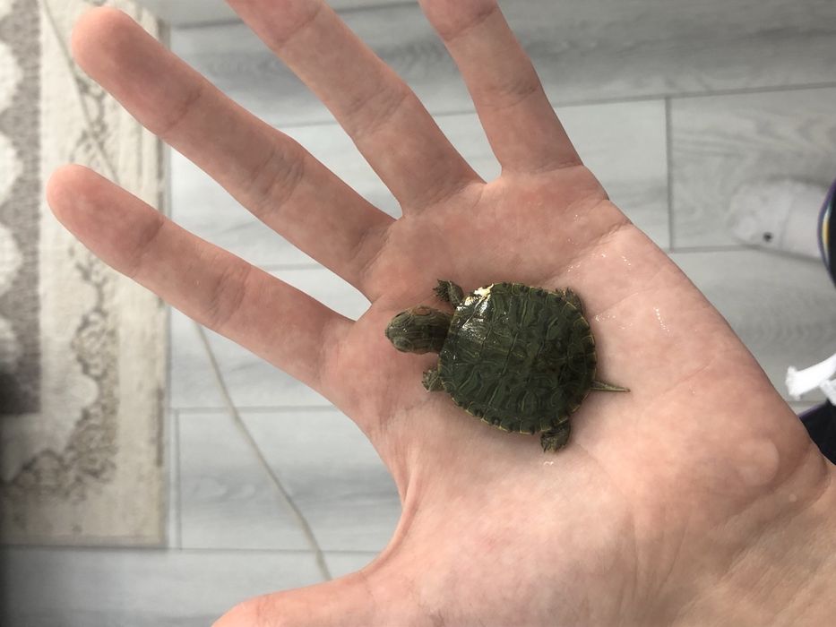 Красноухая черепаха