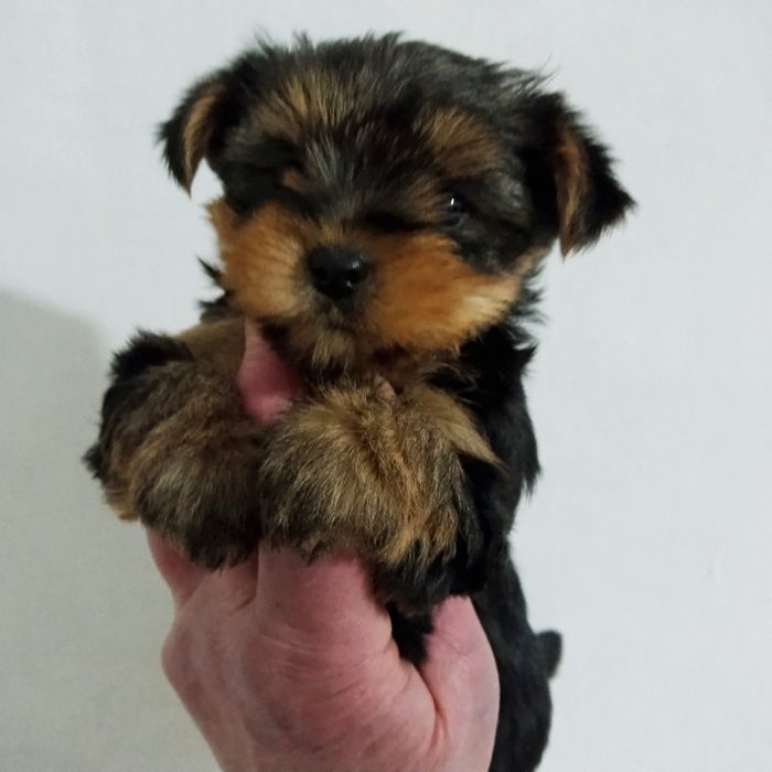 Щенки йоркширского терьера миники