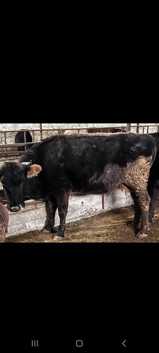 Сиырлар сатылады