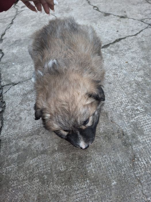 Donez pui de căței