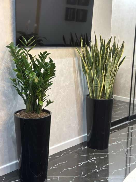 Офисные цветы оптом от поставщиков