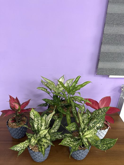 Аглоанема, ухоженные